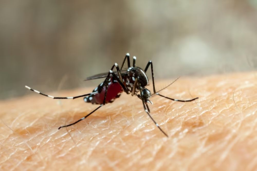 Cuidados com a Dengue nas Obras de Construção Civil