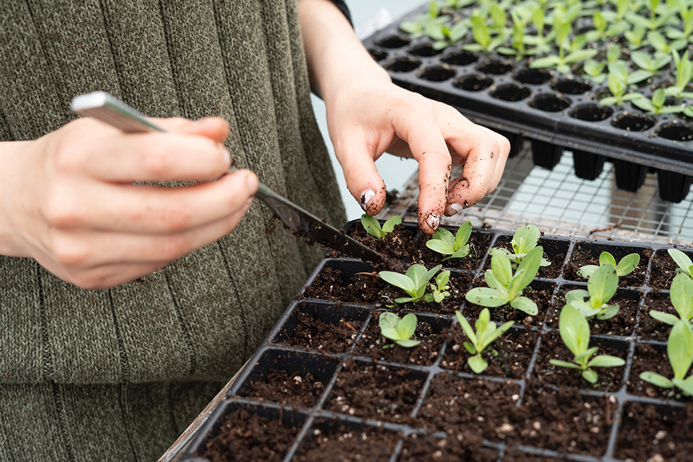 Ferramentas para jardinagem: o que é essencial para começar?