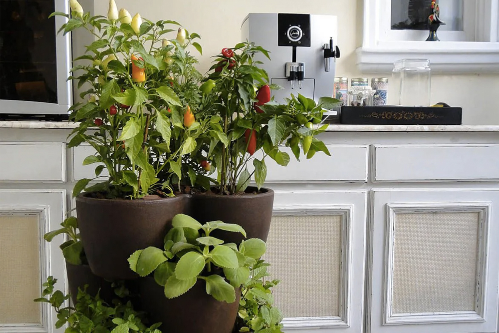 Horta em casa: segredos para cultivar temperos, vegetais e chás de forma simples