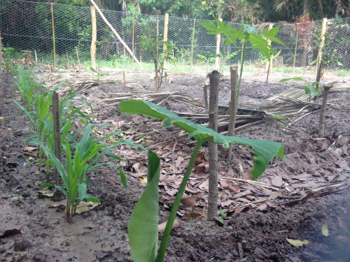 Produtor de Agroflorestas em sorocaba - EcoBlum Jardinagem Agroecológica