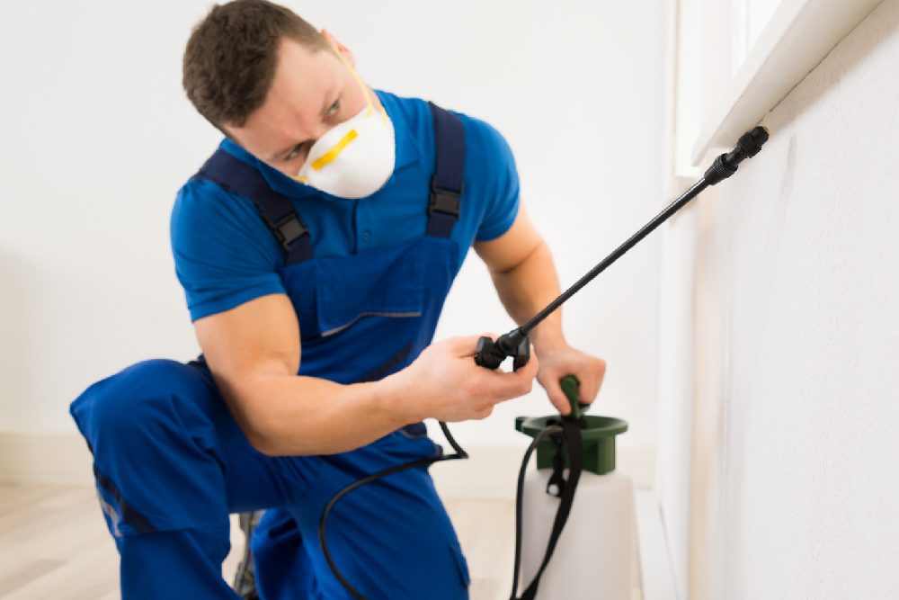 6 Dicas básicas para manter sua casa livre de baratas