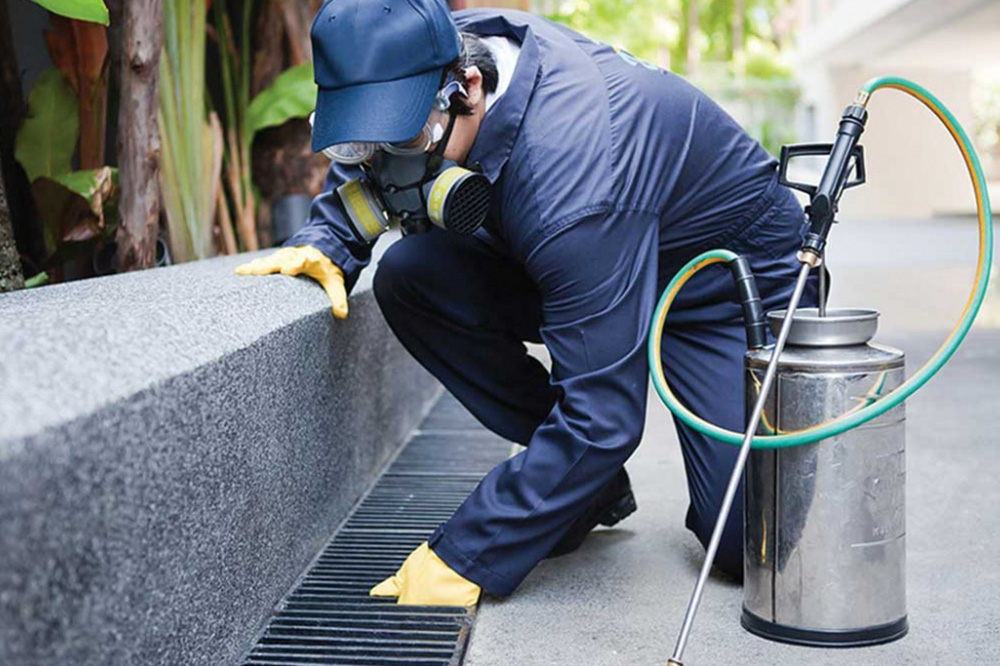 A dedetização é responsabilidade do inquilino ou do proprietário?