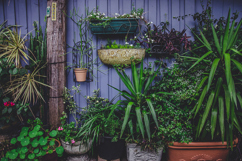 Conheça os cuidados para implantar um jardim vertical