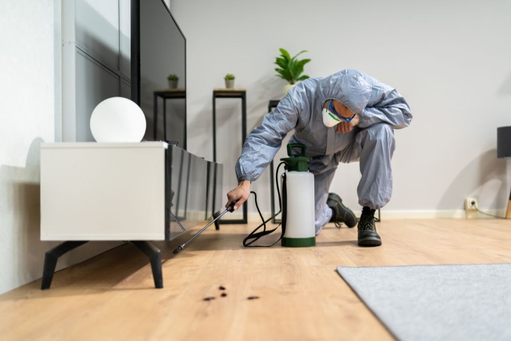 Dedetização: Os Cuidados Necessários Antes e Depois