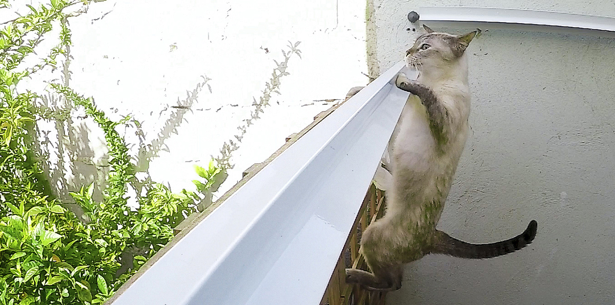 Hélice cat, o sistema antifuga para gatos!