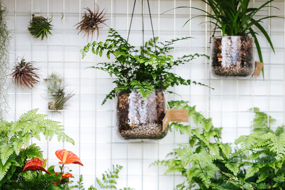 Jardinagem para iniciantes: 13 dicas profissionais para começar a plantar