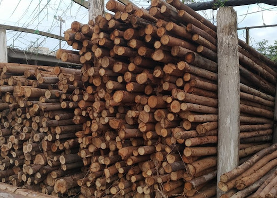 Tipos de madeiras: Conheça as principais opções e suas aplicações na construção civil