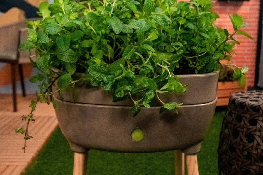 Rega das plantas: dicas para manter as espécies sempre saudáveis