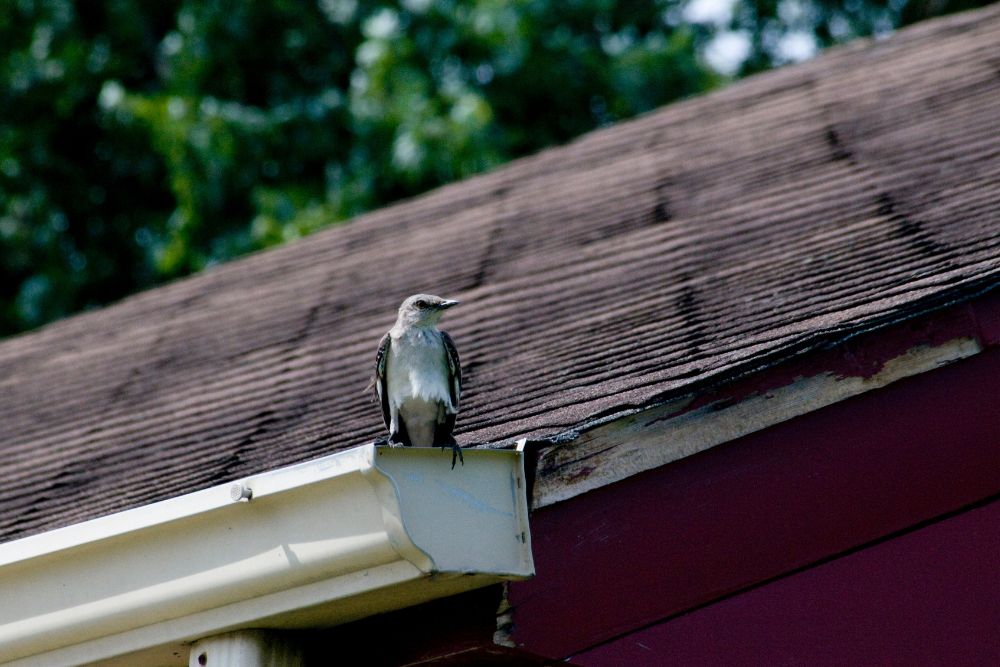 Rufos mal instalados? Saiba como detectar e corrigir antes que vire problema