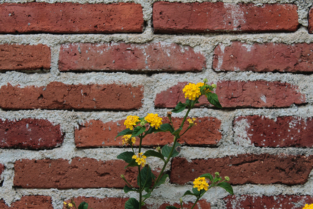 Tipos de tijolos: tudo que você precisa saber