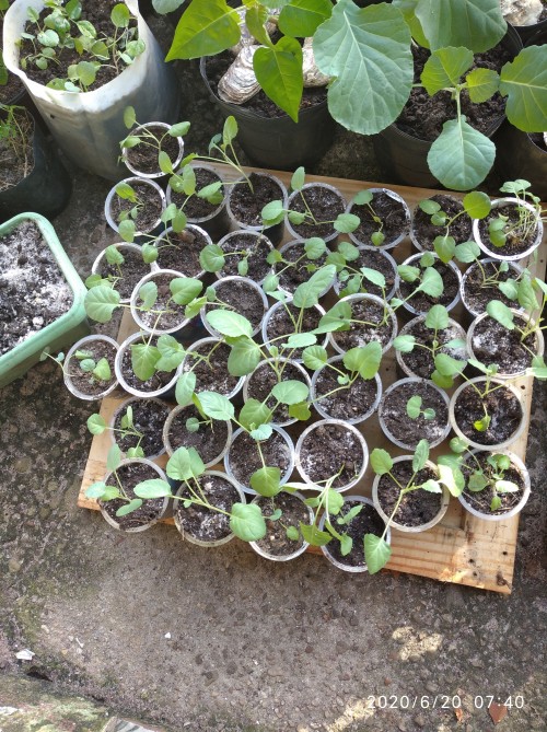 Cooperativa D'IRITUIA  - Galeria