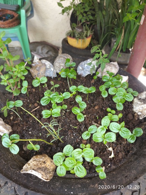 Cooperativa D'IRITUIA  - Galeria