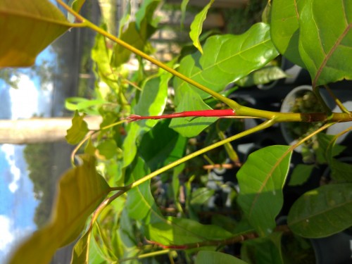 Mata do Vale - Galeria