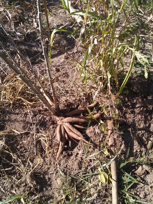 Sítio São Pedro - Galeria